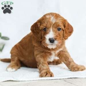 Mabel F1b, Cavapoo Puppy